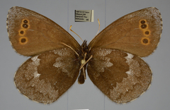 Erebia disa