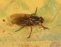 Hylemya nigrimana
