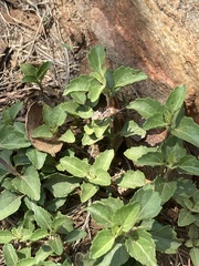 Spilostethus pandurus elegans