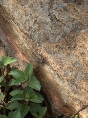 Spilostethus pandurus elegans