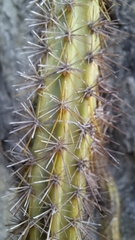 Cereus insularis