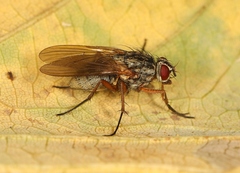 Hylemya nigrimana