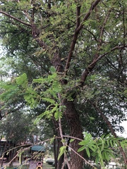 Brachystegia spiciformis