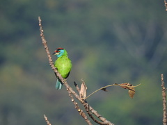 Psilopogon asiaticus