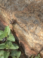 Spilostethus pandurus elegans