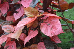 Acalypha wilkesiana