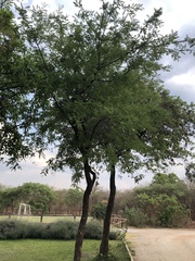 Brachystegia spiciformis