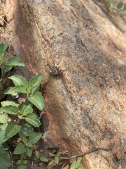 Spilostethus pandurus elegans
