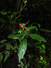 Scutellaria coccinea