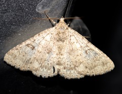 Eubolina impartialis