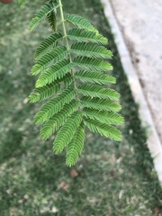 Brachystegia spiciformis