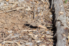 Spharagemon cristatum