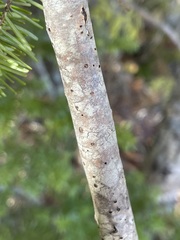 Tsuga caroliniana
