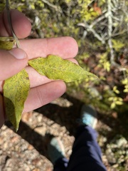 Buckleya distichophylla