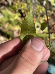 Buckleya distichophylla
