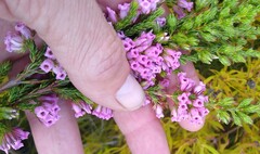 Erica daphniflora daphniflora