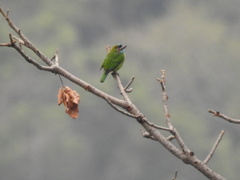 Psilopogon duvaucelii