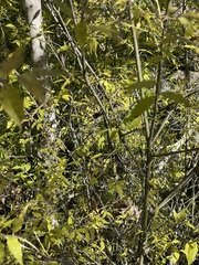 Buckleya distichophylla