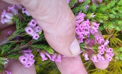 Erica daphniflora daphniflora