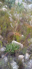 Lichtensteinia trifida