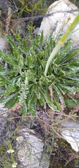Lichtensteinia trifida