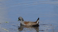 Porphyriops melanops