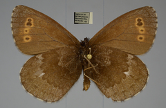 Erebia disa