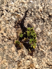 Azolla caroliniana