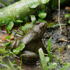 Limnonectes megastomias