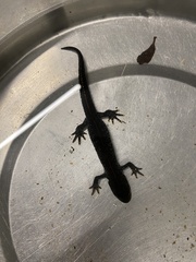 Triturus cristatus