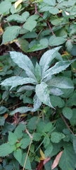 Erysiphe heraclei