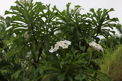 Plumeria
