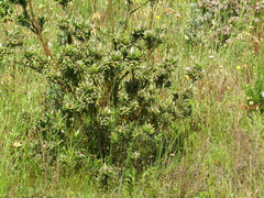 Leucadendron floridum