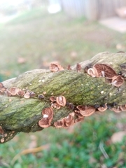 Deconica horizontalis