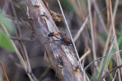 Ammophila placida