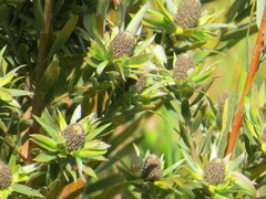 Leucadendron floridum