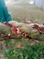 Deconica horizontalis