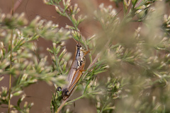 Paroxya atlantica