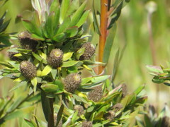 Leucadendron floridum