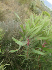 Protea burchellii