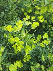 Euphorbia saratoi