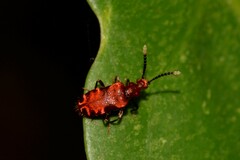 Lemodes coccinea