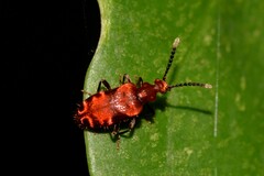 Lemodes coccinea