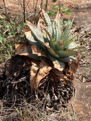 Asphodeloideae