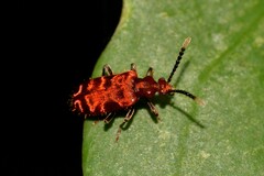 Lemodes coccinea