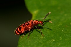 Lemodes coccinea
