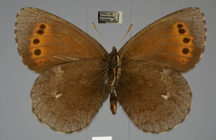 Erebia mancinus