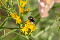 Hoplitimyia constans