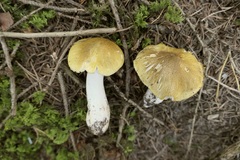 Tricholoma arvernense