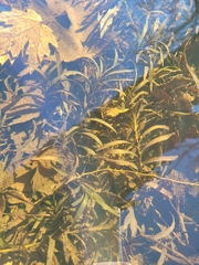 Potamogeton robbinsii